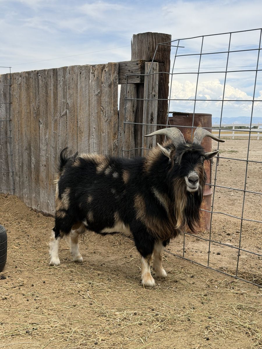 Nigerian Dwarf Buck