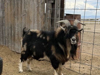 Nigerian Dwarf Buck