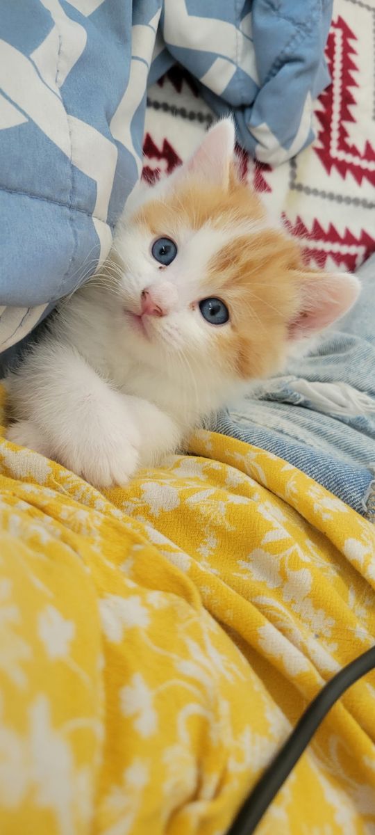 Kittens