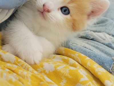 Kittens