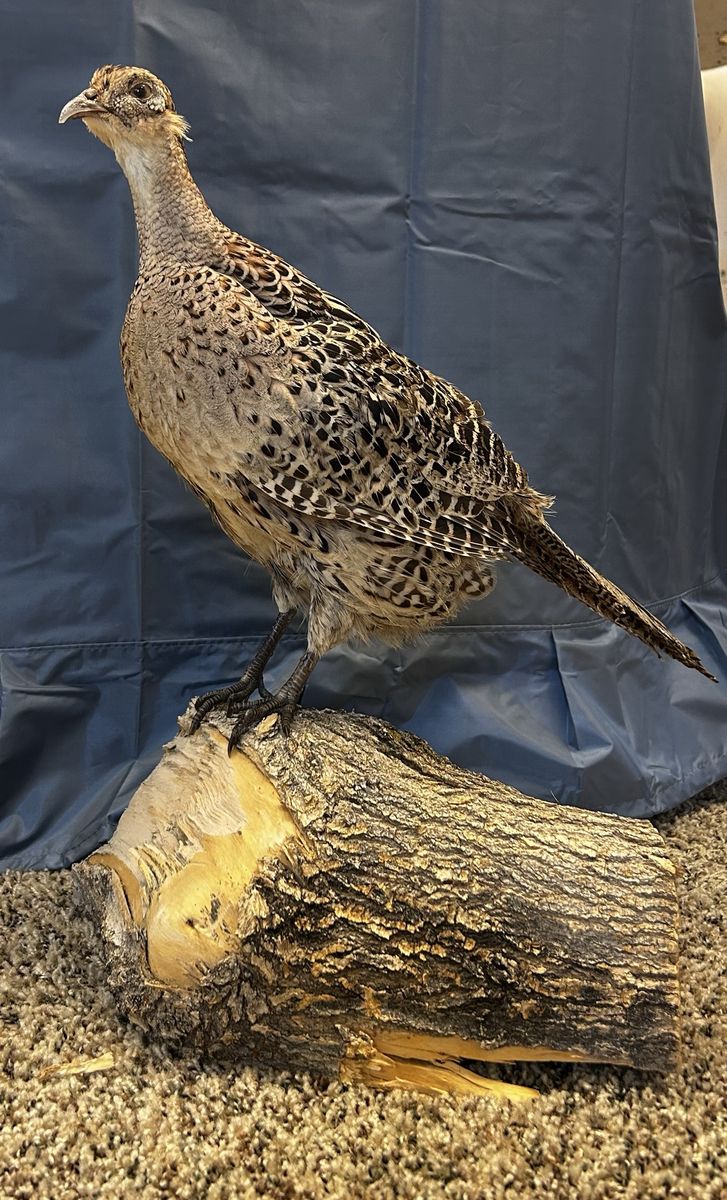 Main image 3