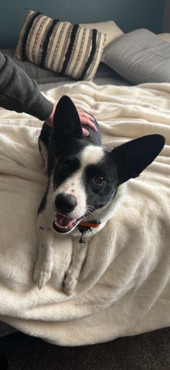 Dog