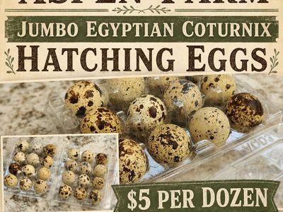 Jumbo Egyptian coturnix quail hatching eggs