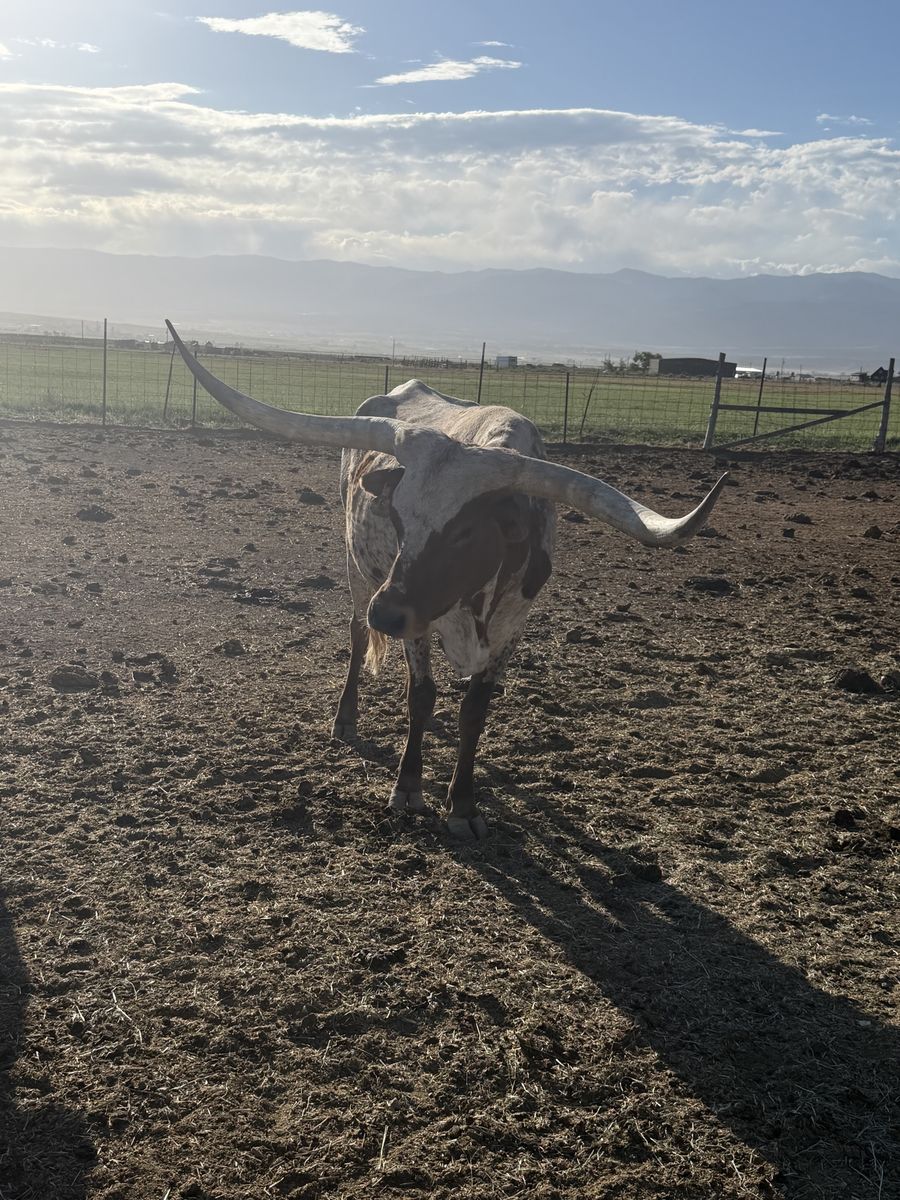 Long horn