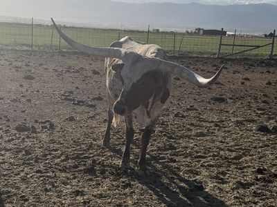 Long horn