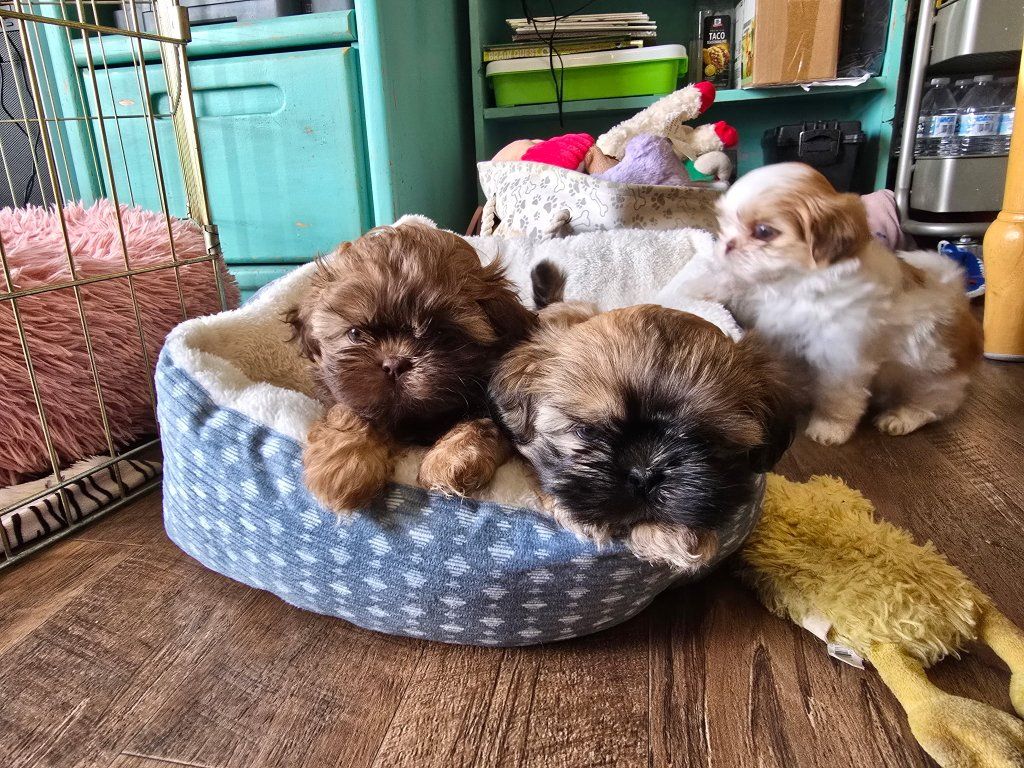 Purebred Shih Tzu puppies