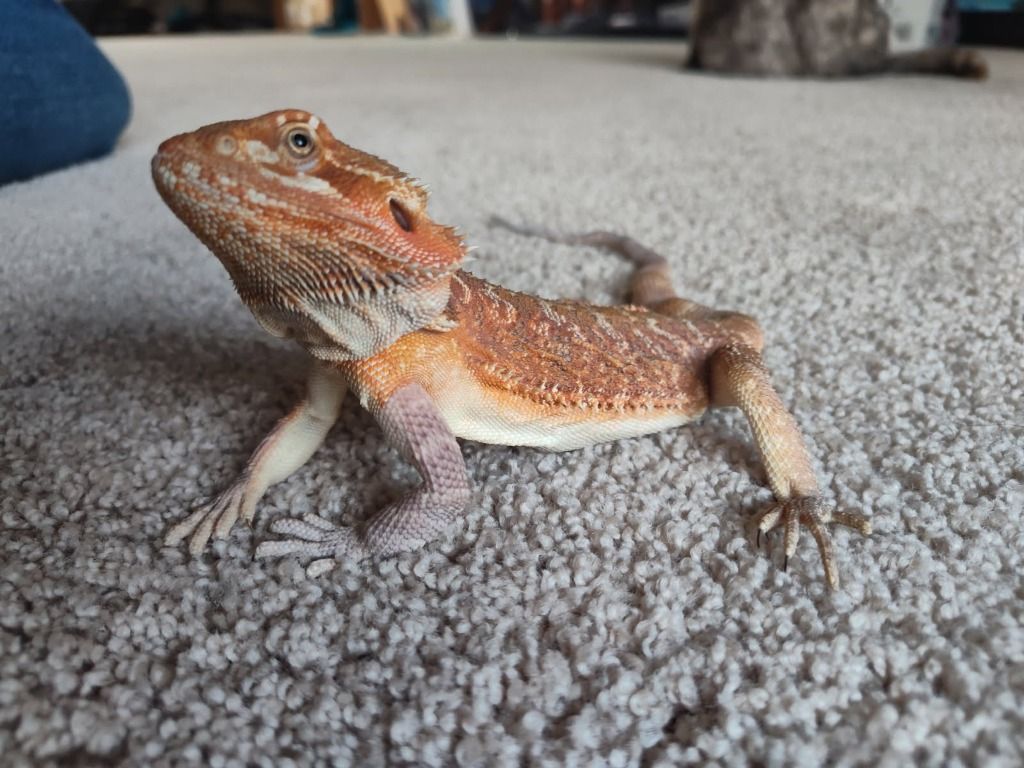 Amren the Bearded Dragon