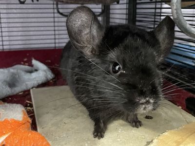 Young Male Ebony Chinchilla