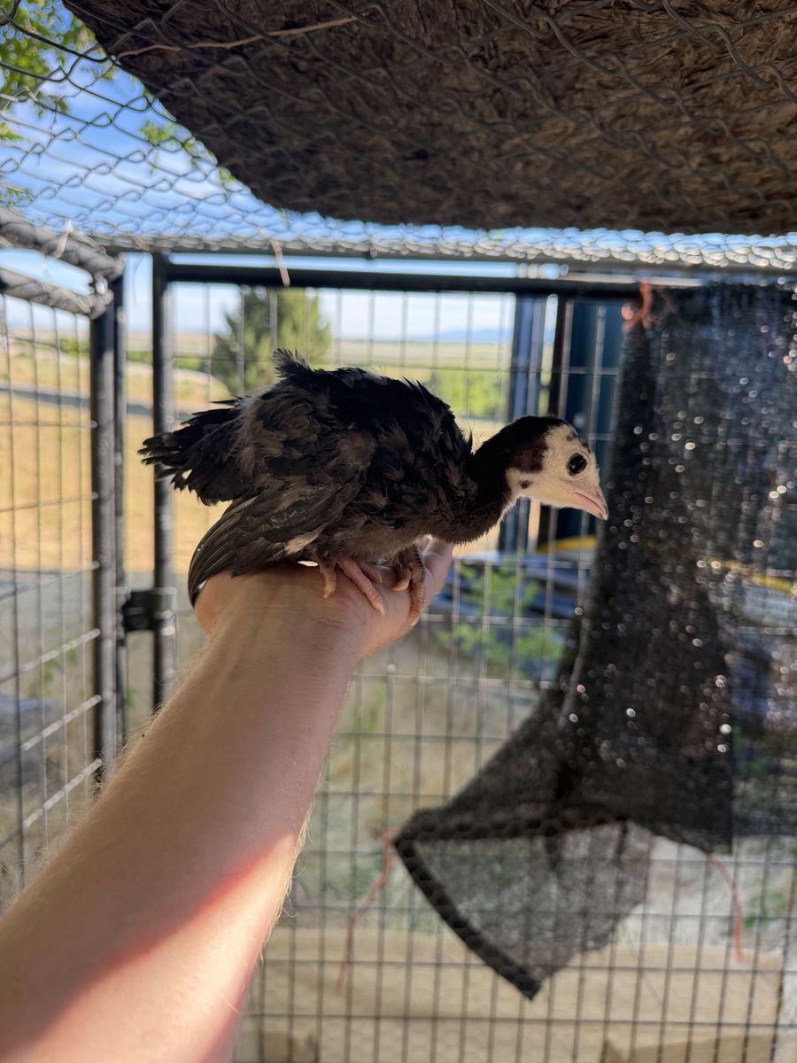 Five week old heritage turkeys coop ready