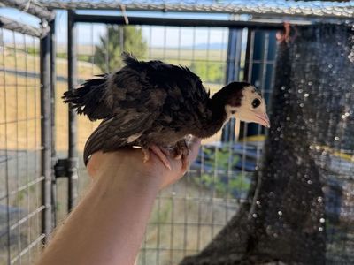 Five week old heritage turkeys coop ready