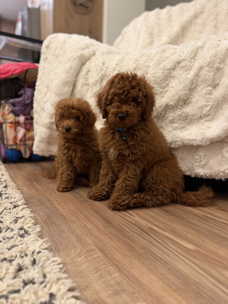 Easter Ready Professionally Trained & Ready Micro Mini Goldendoodle