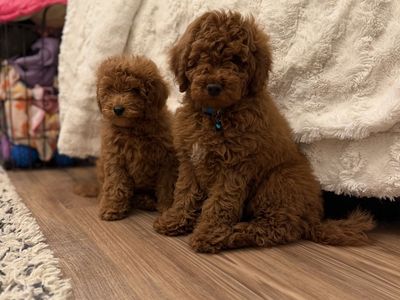 Easter Ready Professionally Trained & Ready Micro Mini Goldendoodle
