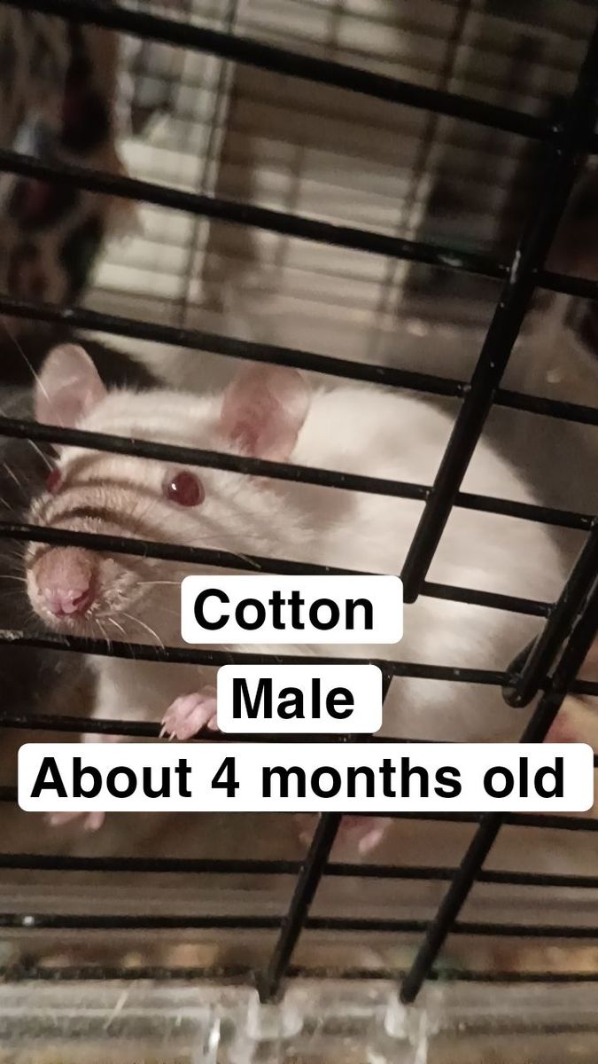 Pet Rats/Feeding Rats