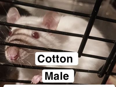 Pet Rats/Feeding Rats