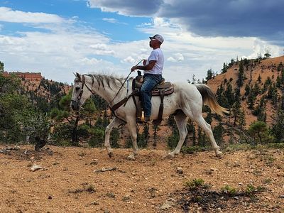 All around Grey gelding