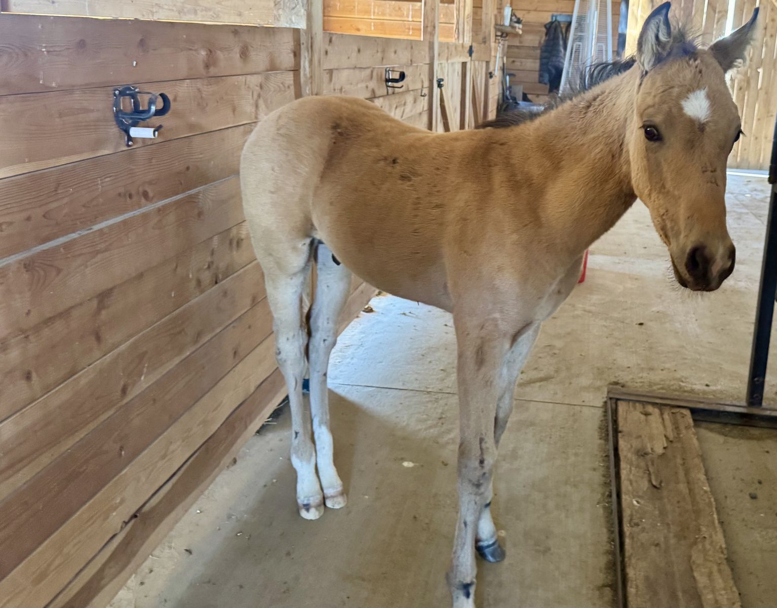 Aqha and Apha buckskin colt