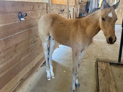 Aqha and Apha buckskin colt
