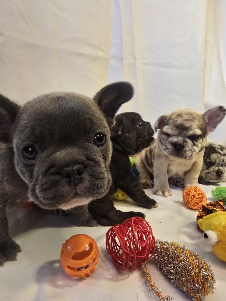 French Bulldog Puppies / Frenchies