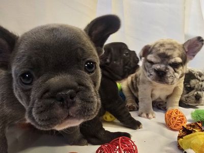 French Bulldog Puppies / Frenchies