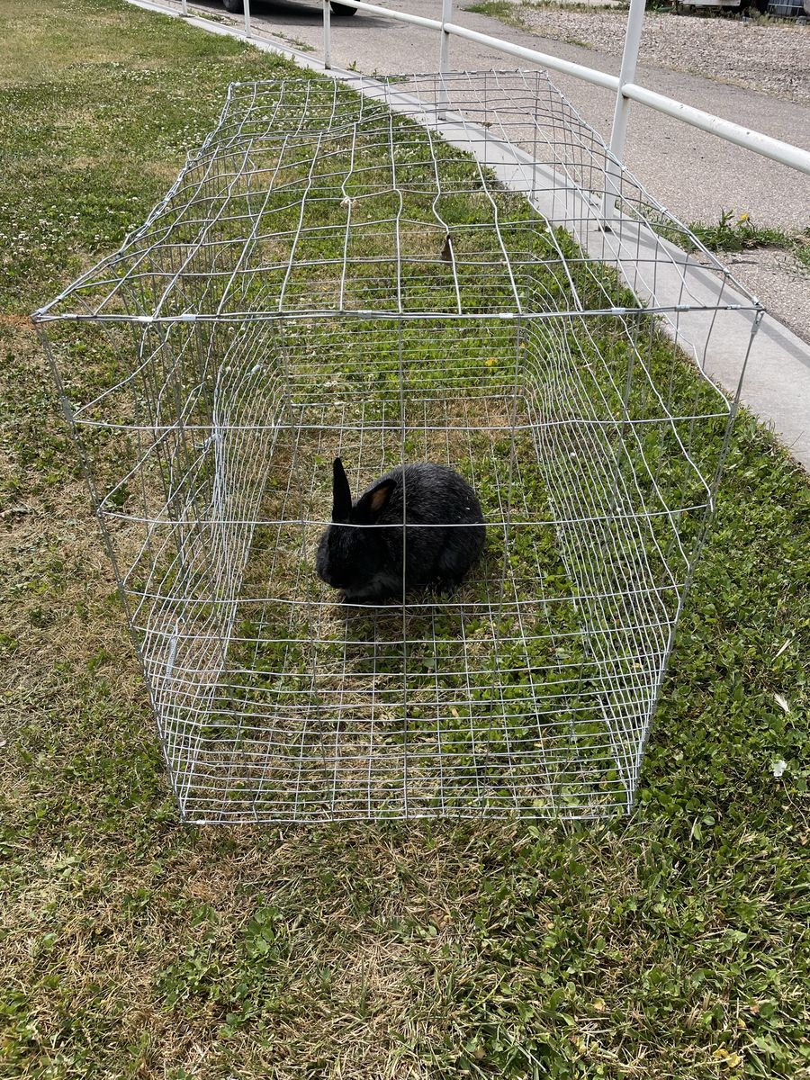 Bunny cage