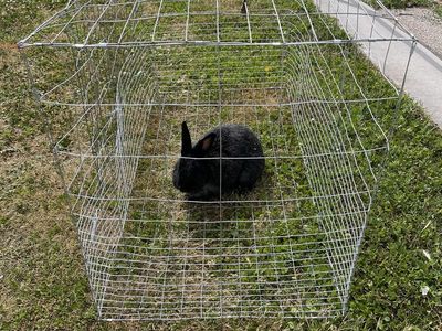Bunny cage