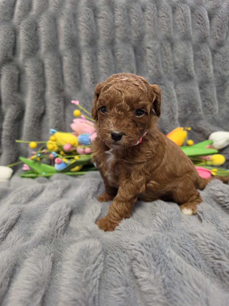Mini goldendoodles F2B