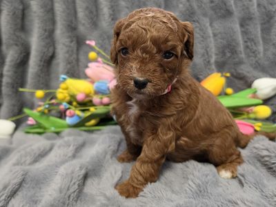 Mini goldendoodles F2B