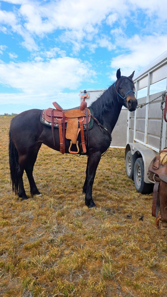 16in saddle