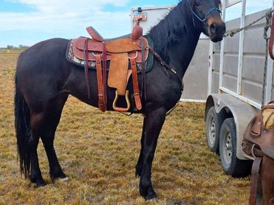 16in saddle