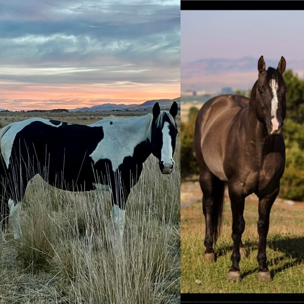 100% Grulla APHA Tobiano In-Utero Foal Due6/26