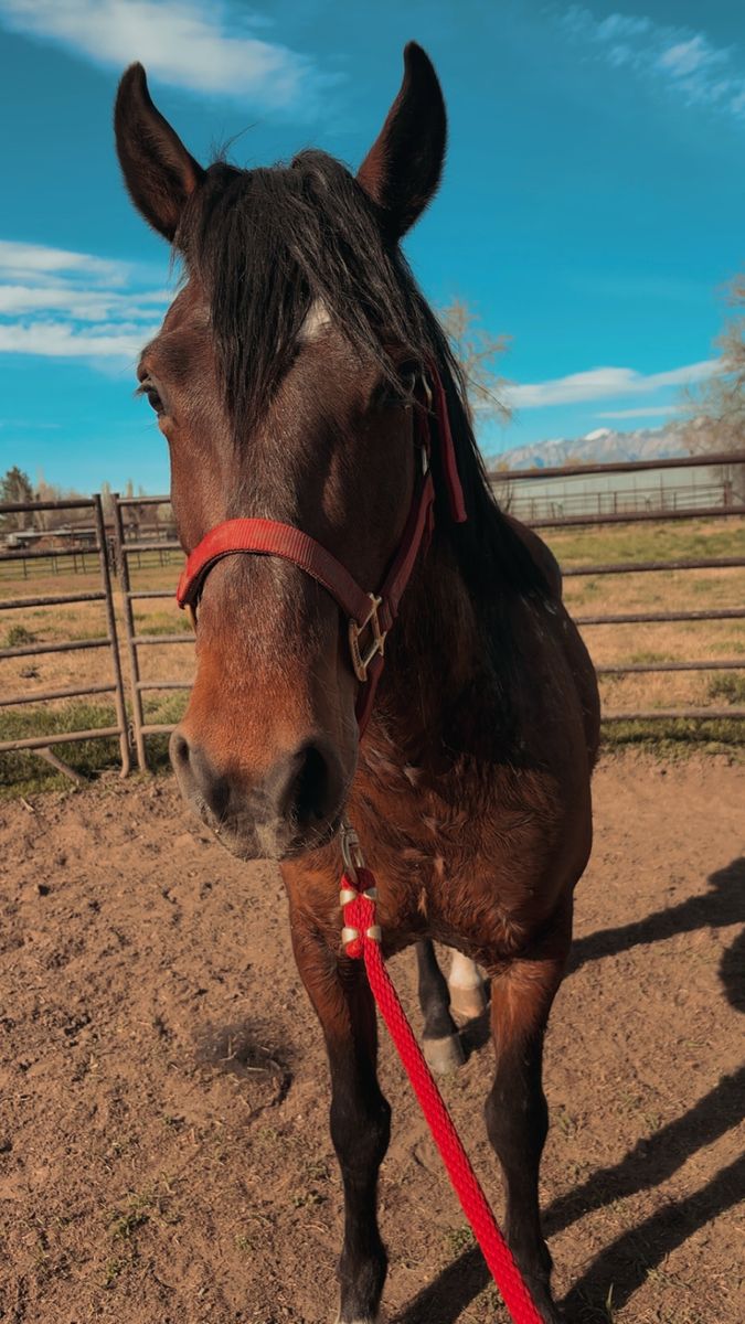 8 year old gelding