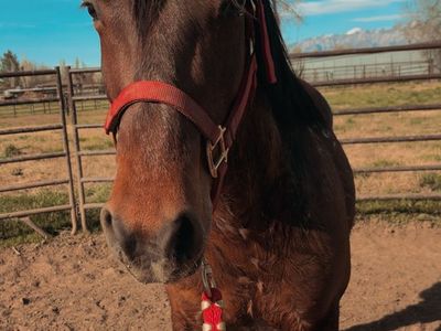 8 year old gelding