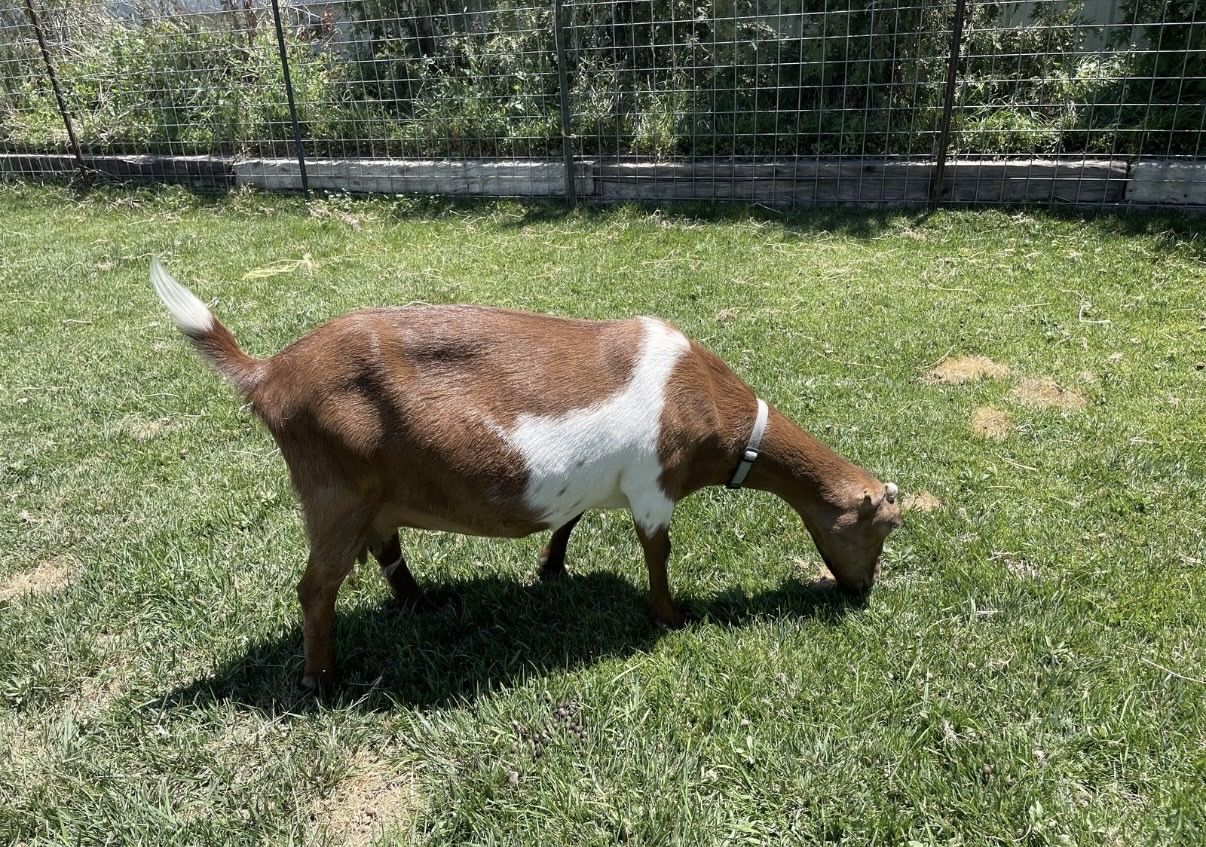 4 yeah old Lamancha goat currently in milk!
