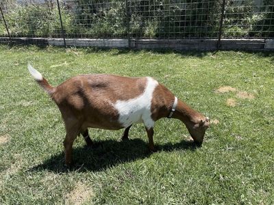 4 yeah old Lamancha goat currently in milk!