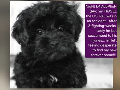 Poodle Puppy