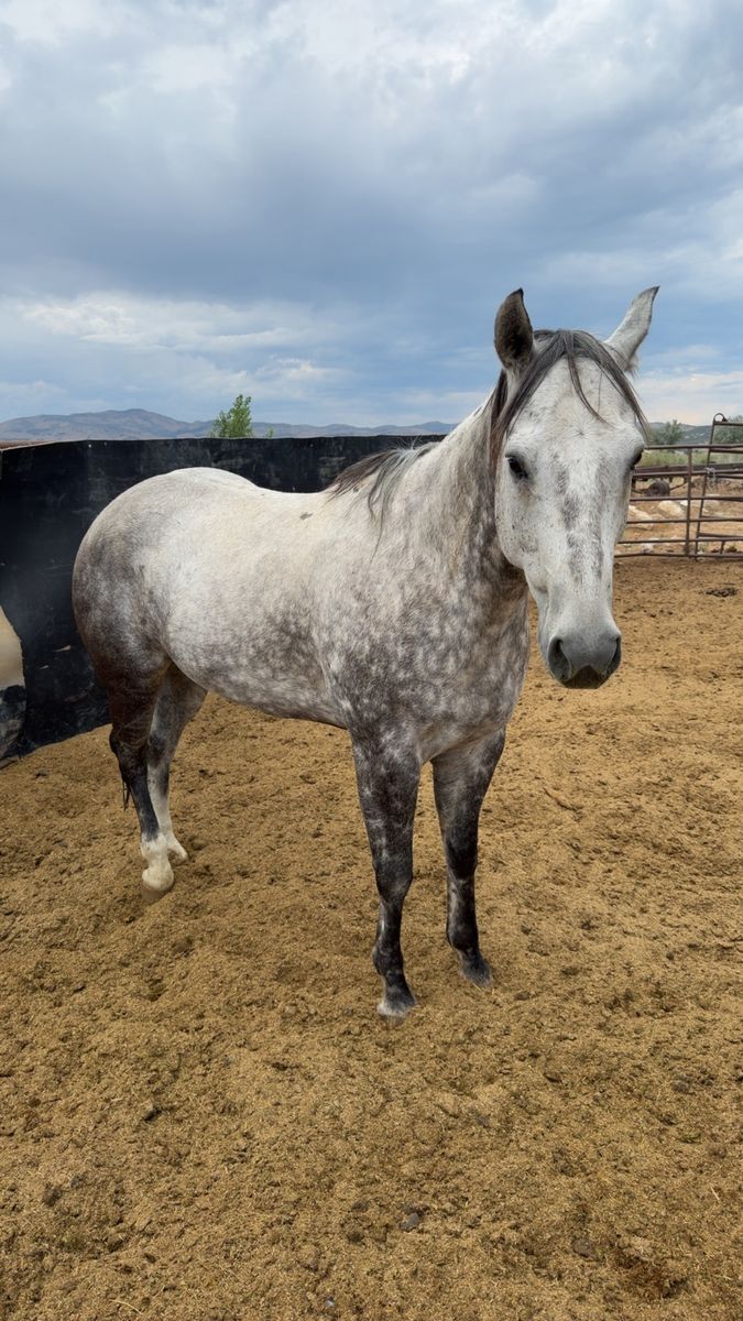9 year old grey gelding