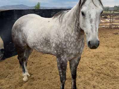 9 year old grey gelding