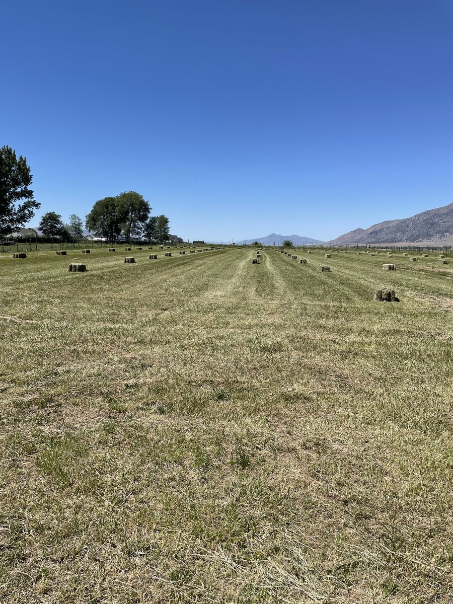 Small bales Grass/ Alfalfa mix