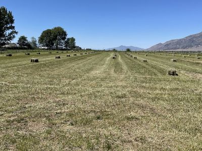 Small bales Grass/ Alfalfa mix