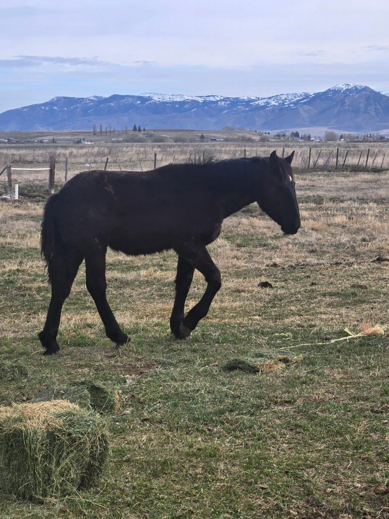 percheron stud colt