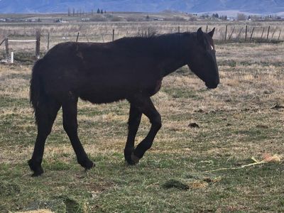 percheron stud colt