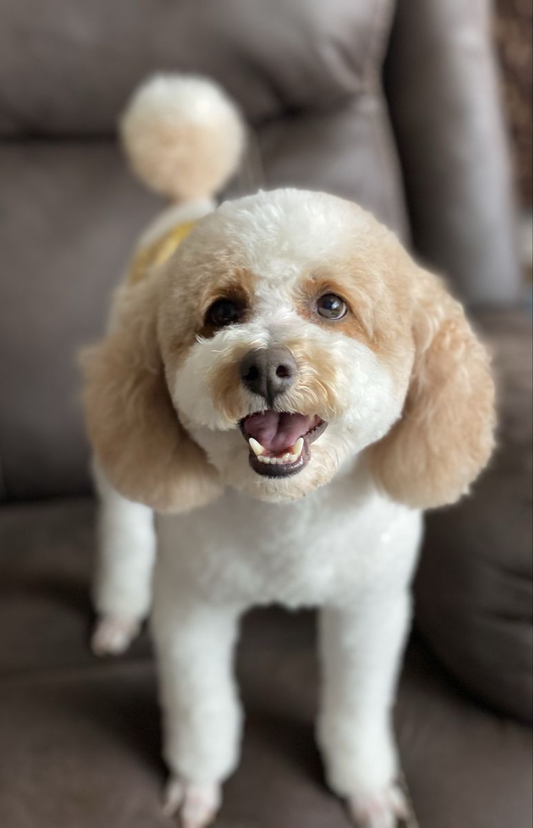 Adorable Toy Poodle At Stud