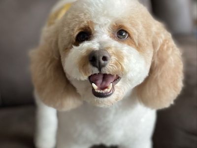 Adorable Toy Poodle At Stud