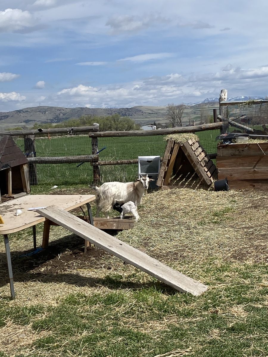 Fainting/silky Goat Mama