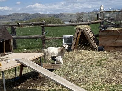 Fainting/silky Goat Mama