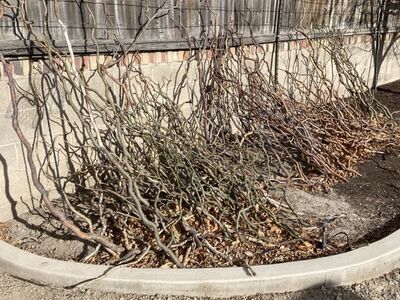 Corkscrew Willow Branches Five For $10