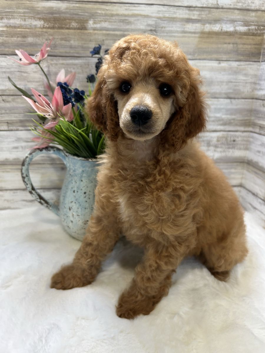 Mini Poodle AKC female