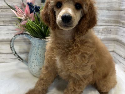 Mini Poodle AKC female