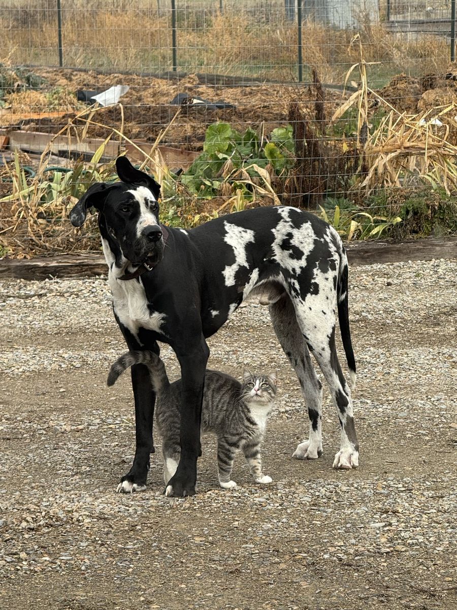 Great Dane, 2 year old male, fixed