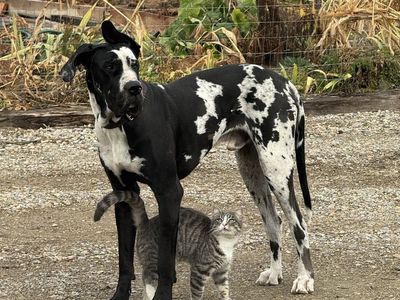 Great Dane, 2 year old male, fixed